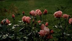 some pink roses are blooming in a field with green grass and trees behind them