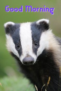 a close up of a small animal in the grass