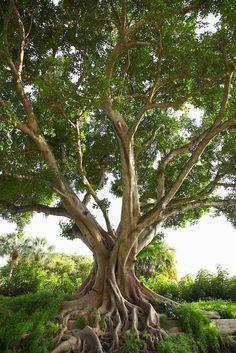 a large tree with lots of green leaves on it's trunk and roots growing out of the ground