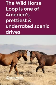 two horses are running in the field with words above them that read, the wild horse loop is one of america's prettiest & underrated scenic drives