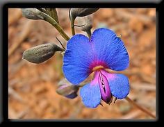 a blue flower with pink stamens in the center and brown leaves around it