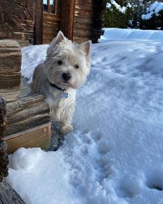 a small white dog standing on top of snow covered ground next to a log cabin