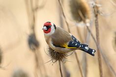 a small bird perched on top of a dry plant