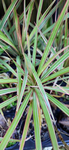 a close up of a plant with green and red stripes on it's leaves