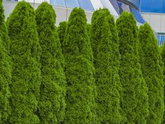 a row of trees in front of a building