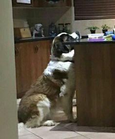 a dog sitting on the floor in front of a kitchen counter looking up at something