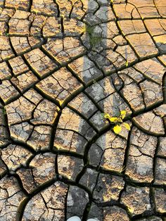 someone is standing on the cracked pavement with their feet in the air and there are yellow leaves growing out of them