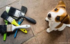 a brown and white dog sitting on top of a floor next to paint brushes