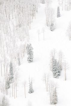 an aerial view of trees covered in snow