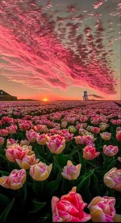 a field full of pink and yellow flowers under a cloudy sky