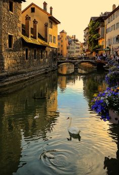 a swan swimming in the middle of a river next to buildings and flowers on either side