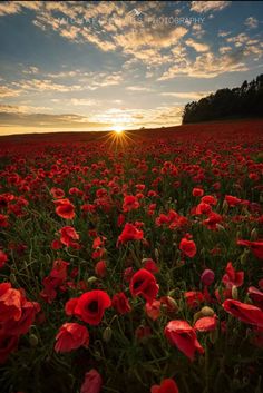 a field full of red flowers with the sun setting in the background