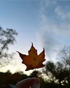 a leaf is held up in the air by someone's hand, with trees in the background