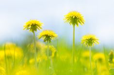 yellow flowers are growing in the middle of a green field with blue sky behind them