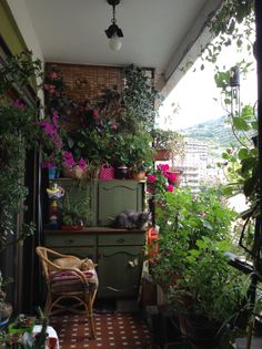 a room filled with lots of plants and potted plants on top of a wooden cabinet