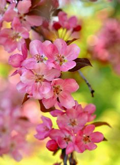 pink flowers are blooming on the tree in front of yellow and green background with blurry leaves