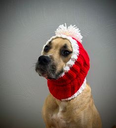 a brown dog wearing a red and white knitted hat