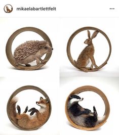 four pictures of different types of animals in wooden circles with text that reads, i am not sure what this image is