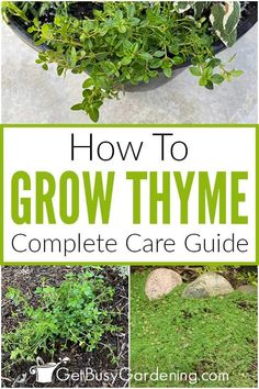 how to grow thyme in the garden with pictures and text overlay that reads, how to grow thyme complete care guide