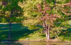 two trees are in the middle of a pond