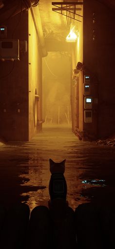 a cat sitting in the middle of a dark tunnel with light coming from it's windows