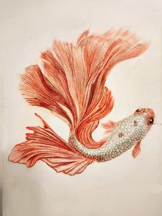 a drawing of a red and white fish