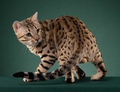 a spotted cat walking across a green surface