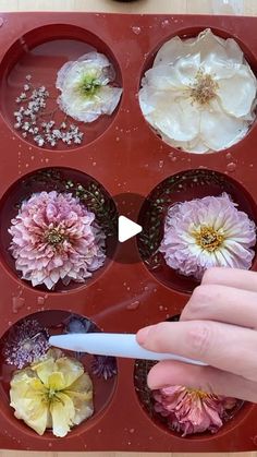 a person is holding a toothbrush over some flowers in a muffin tin with water