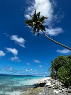 a palm tree leaning over the edge of an ocean shore with blue skies and clouds in the background