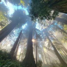 the sun shines through tall trees in a foggy forest