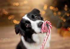 a black and white dog holding a candy cane