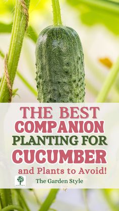 the best companion plant for cucumber and plants to avoid