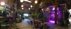 the inside of a building with potted plants and lights