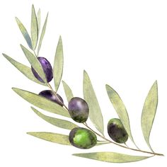 an olive tree branch with green leaves and purple fruits on it, painted in watercolor