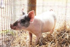 a small pig standing inside of a cage on top of dry grass next to a tree