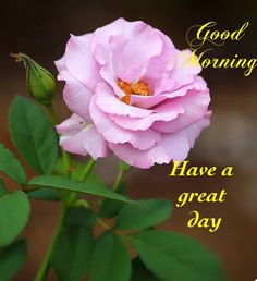 Belated Birthday Wishes, Happy Good Morning Quotes, Belated Birthday, Good Morning Picture, Good Morning Coffee, Lord Krishna Images, Morning Pictures, Morning Greetings, Morning Flowers