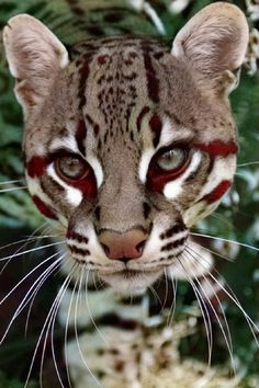 a close up of a cat with red eyes and stripes on it's face