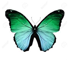 a green and blue butterfly flying in the air