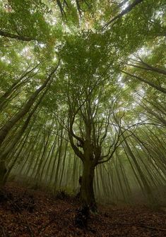 a forest filled with lots of tall trees covered in green leaves and sunlight shining through the branches