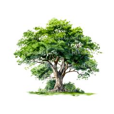 an illustration of a tree with green leaves