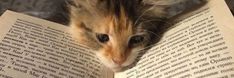 a cat sitting on top of an open book with it's head resting on the pages