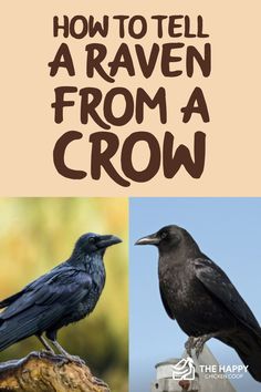 two black crows sitting on top of a tree branch with the words how to tell a raven from a crow