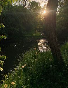 the sun shines brightly through the trees and grass near a small stream in the woods