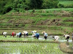 several people are working in the rice field