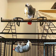 two birds sitting on top of cages with one bird in it's mouth