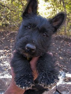 a small black dog sitting on top of a person's hand in the woods