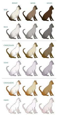 the different types of cats are shown in this diagram, and each cat has four different colors