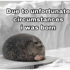 a seal sitting on top of a metal grate next to an ice cave with the caption due to unfortunate circumstances i was born