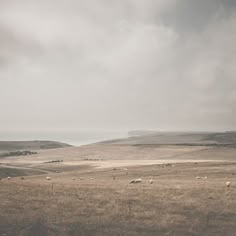 a herd of sheep standing on top of a dry grass covered field next to the ocean