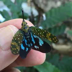 a small insect sitting on top of a persons finger